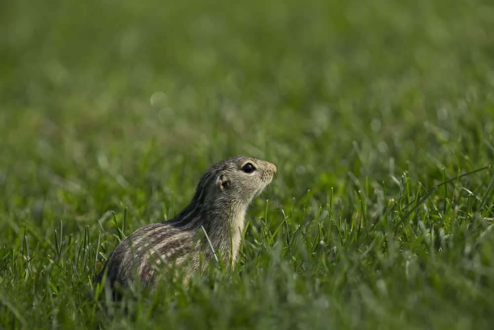 الكتلة العضلية للسناجب ورواد الفضاء