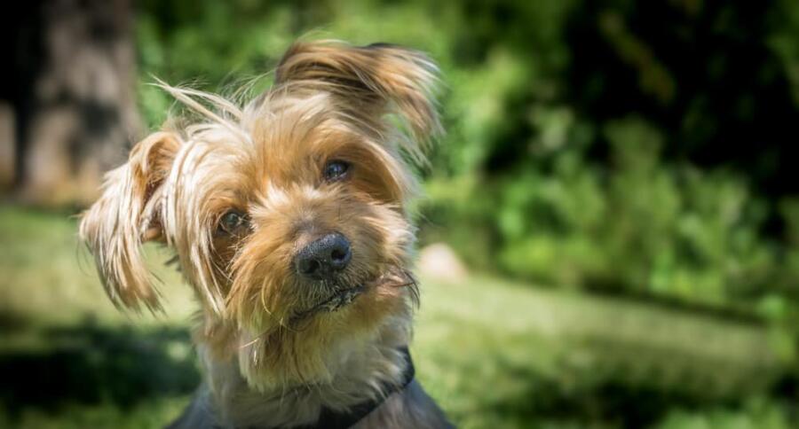 نظرات الكلاب