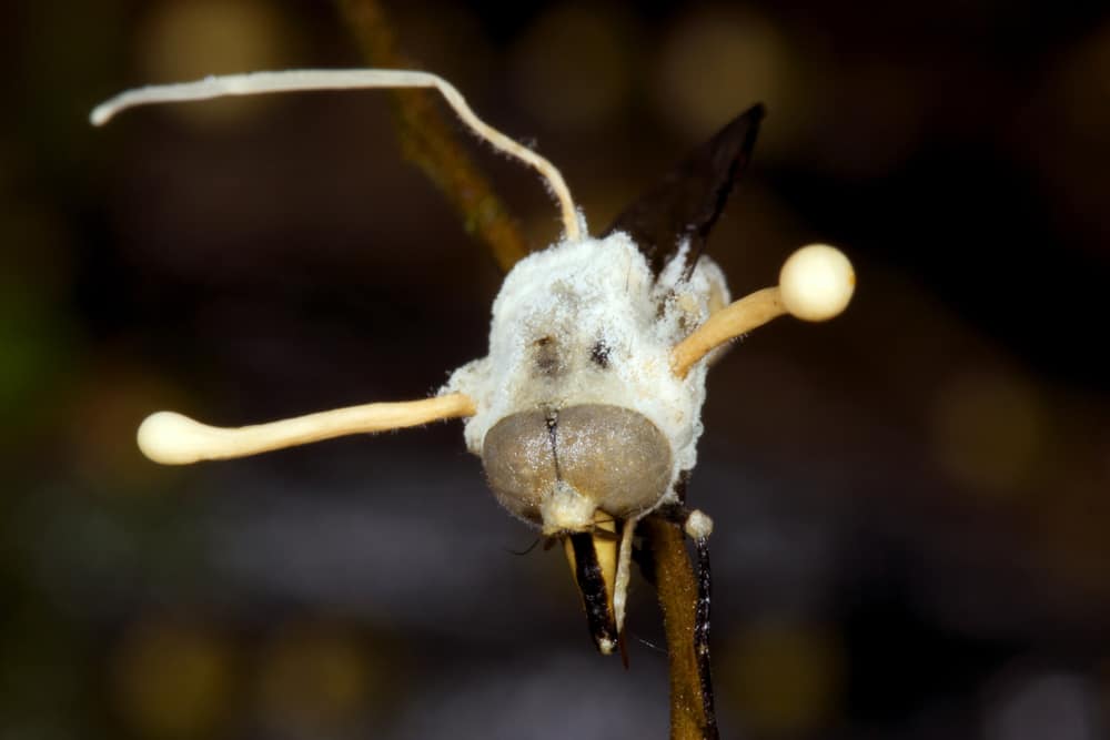 زومبي النمل: نمل يقتل نفسه "بقبضة الموت"