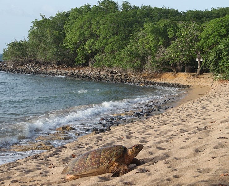 حيوانات, سلحفاة, التنوع الحيوي