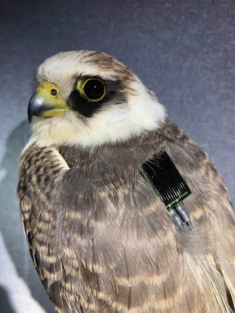 مشروع إيكاروس يعمل على إنشاء خريطة حية لحيوانات الأرض