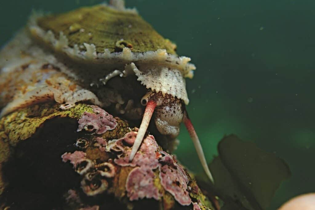 معلمي الأخطبوط