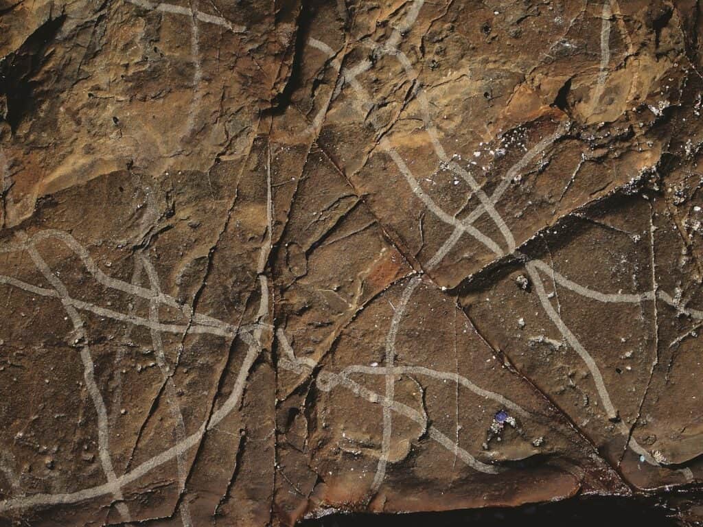 معلمي الأخطبوط