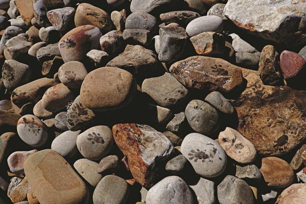 معلمي الأخطبوط