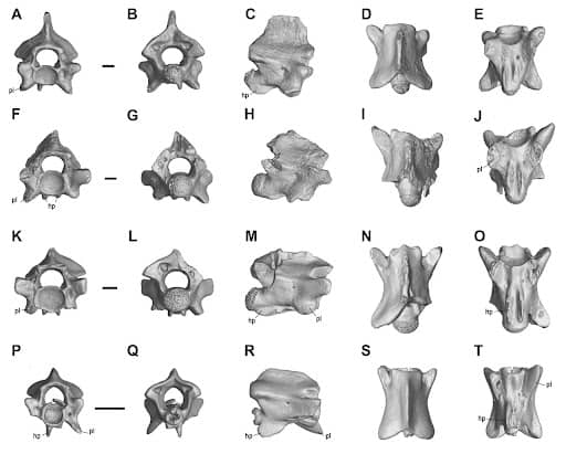 باحثون يشرحون لبوبيولار ساينس العربية قصة اكتشاف الجد الأكبر لثُعبان الكوبرا في مصر