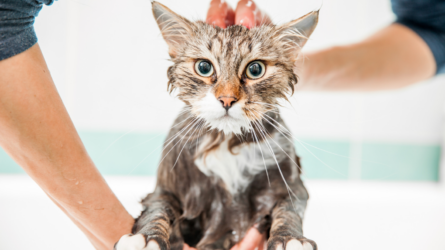 لماذا تكره القطط الماء؟ أحد الخبراء يشرح