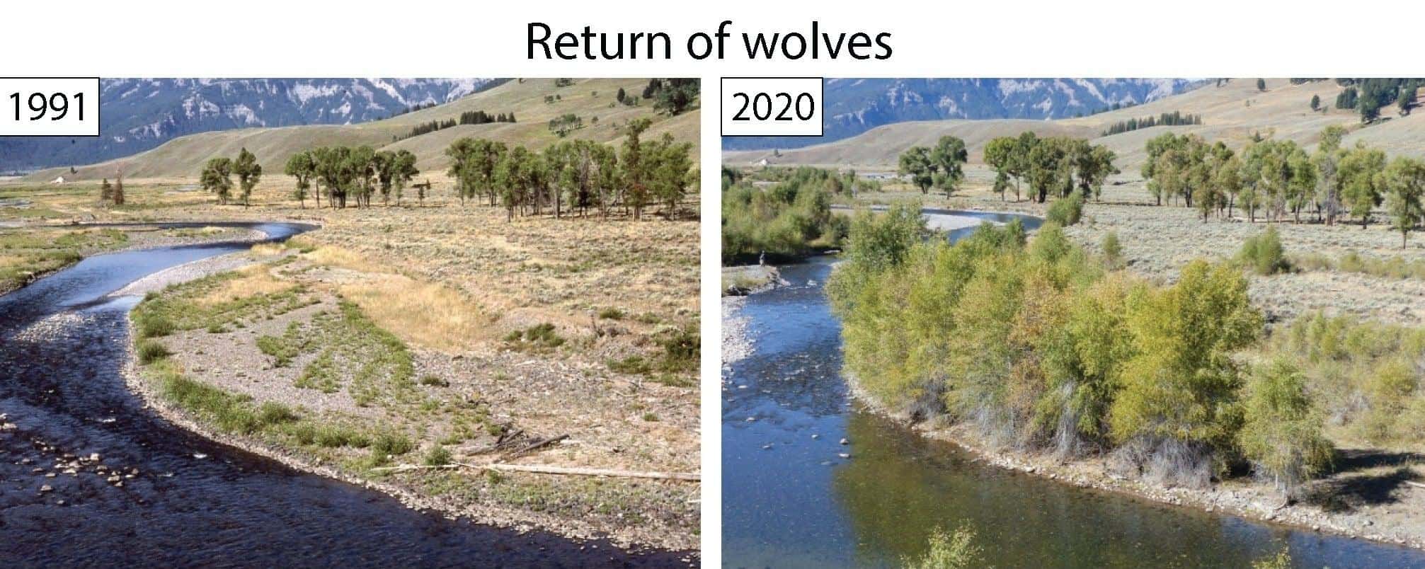 تأثير القنادس والذئاب على البيئة