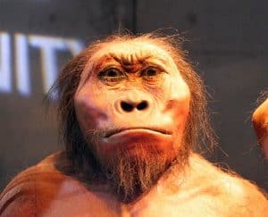 أسلاف البشر, نظرية التطور, الإنسان, الذكاء, متحف