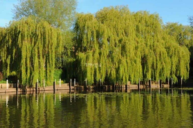 أشجار الصفصاف