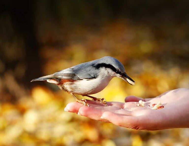 إطعام الطيور