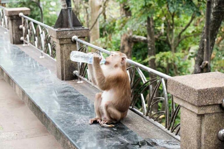 حماية الحيوانات من الحر