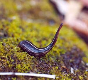 العلاج بدودة العلق