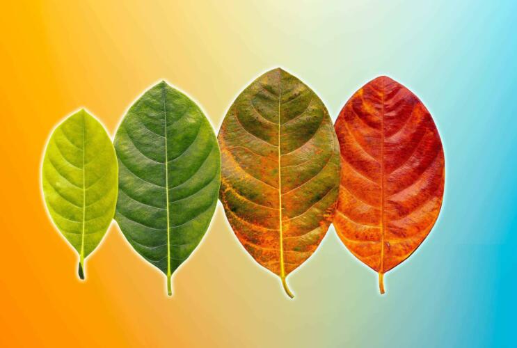 باحث مصري يحدد نقطة الانطلاق للعودة من الشيخوخة