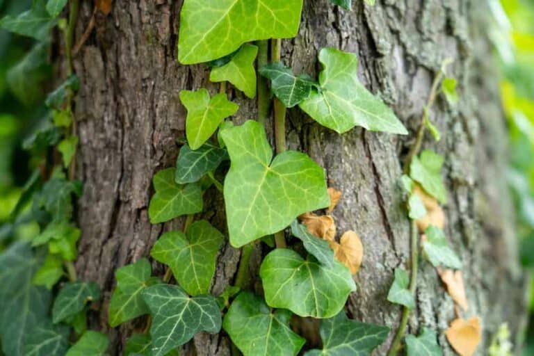 اللبلاب السام