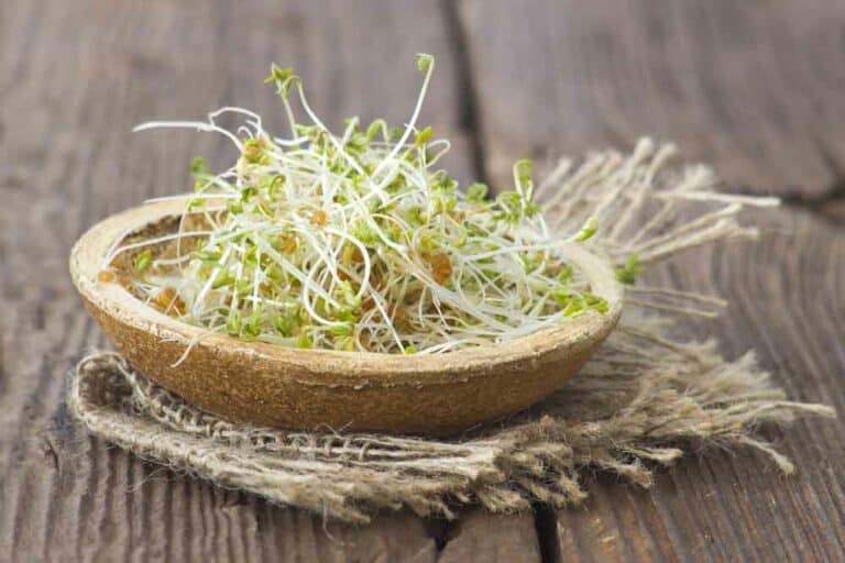 براعم طازجة, الزراعة في المنزل, زرع براعم صغيرة