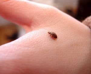 بق الفراش, حيوانات, حشرات, أمراض, دم