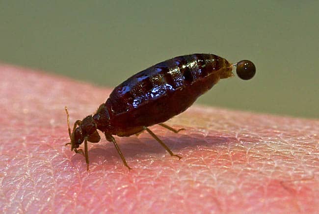 بق الفراش, حيوانات, حشرات, أمراض, دم