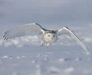 بومة ثلجية, القطب الشمالي, برية, حيوانات, طيور