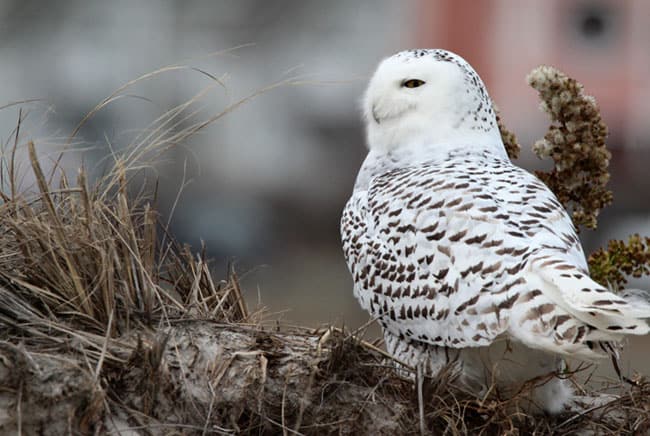 بومة ثلجية, القطب الشمالي, برية, حيوانات, طيور