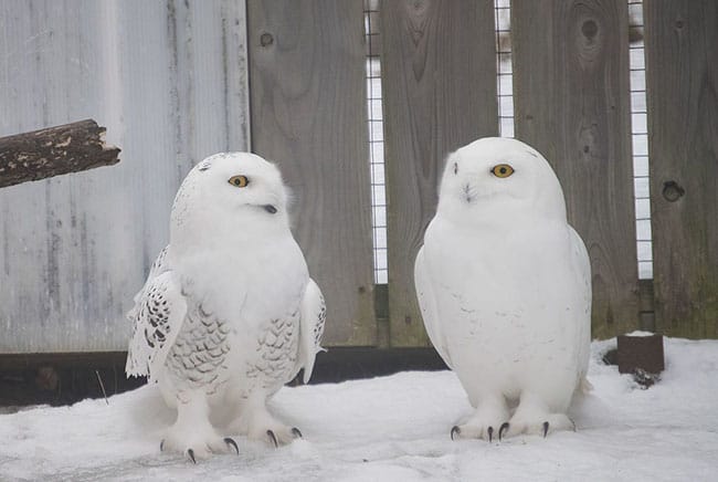 بومة ثلجية, القطب الشمالي, برية, حيوانات, طيور