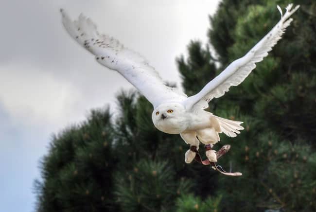 بومة ثلجية, القطب الشمالي, برية, حيوانات, طيور