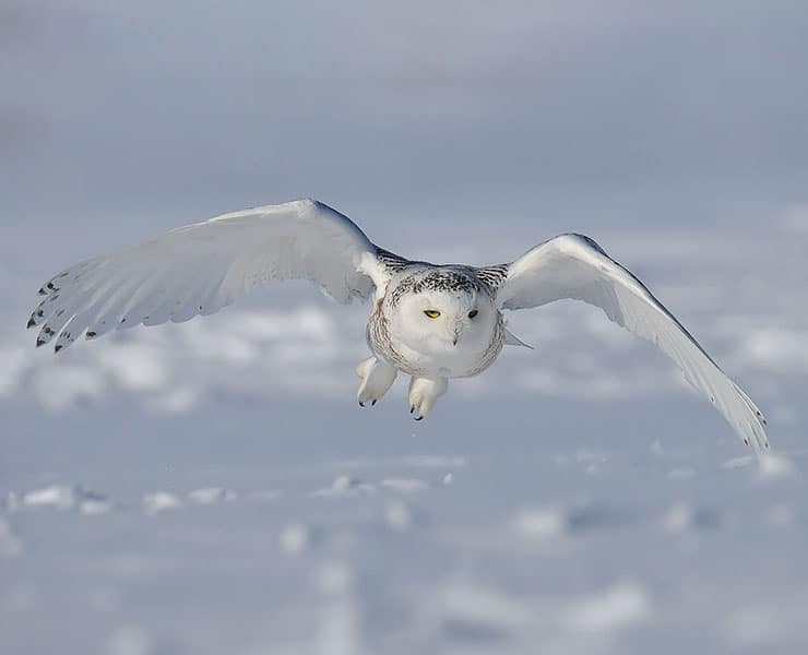 بومة ثلجية, القطب الشمالي, برية, حيوانات, طيور