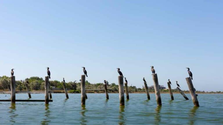 التباعد الاجتماعي, الحيوانات والتباعد الاجتماعي