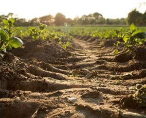تربة, التغير المناخي, مقالات علمية, علوم, بيئة