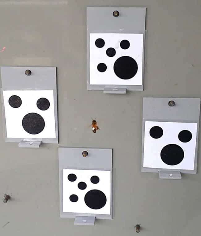 استشكاف, تعلم, نحل, غابات