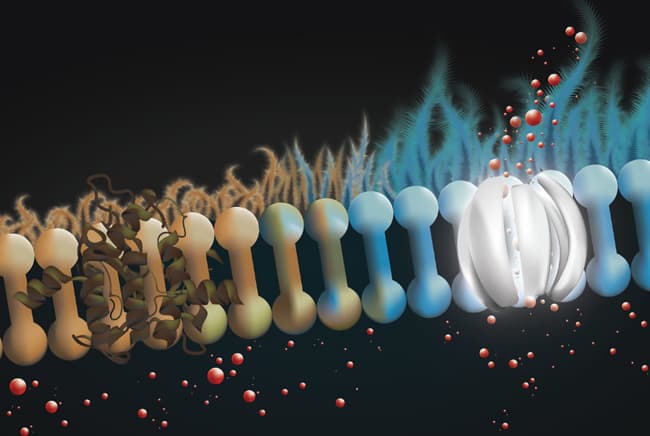 حصاد 2019, التليف الكيسي, علاج, أمراض, صحة