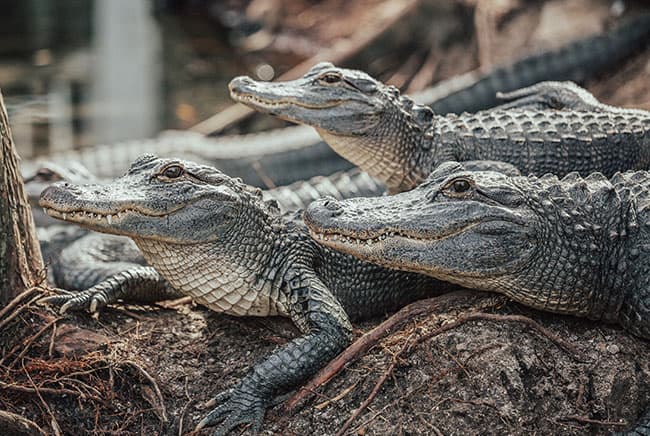 تمساح, التغير المناخي, مقالات علمية قصيرة