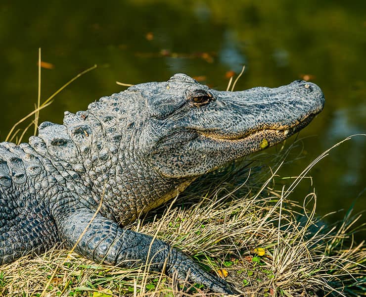 تمساح, التغير المناخي, مقالات علمية قصيرة