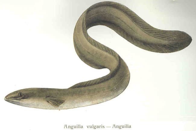 ثعبان البحر العملاق, وحش البحيرة, لوخ نيس