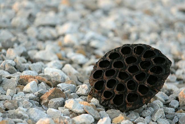 فوبيا الثقوب, فوبيا