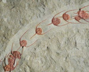 حفريات, ثلاثيات الفصوص, طابور, مقالات علمية قصيرة