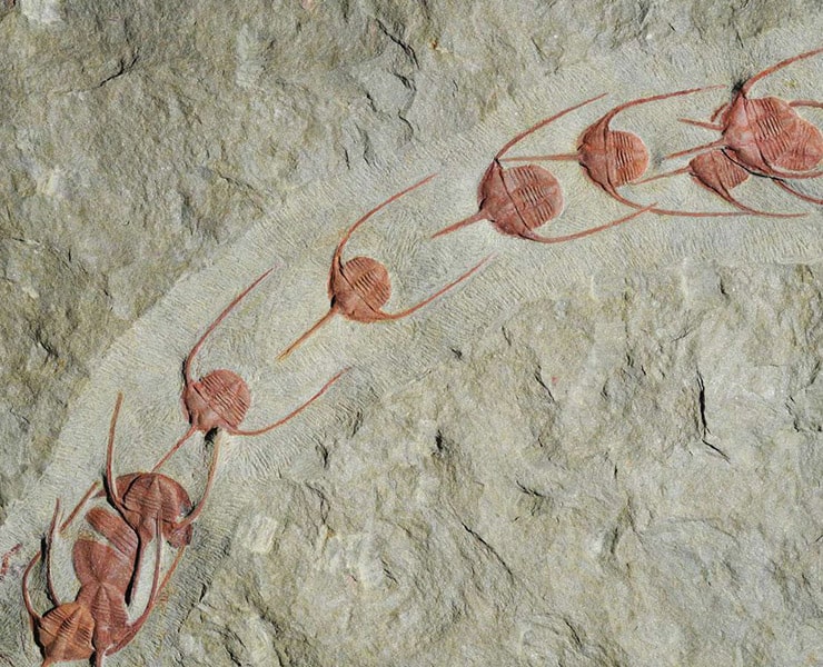 حفريات, ثلاثيات الفصوص, طابور, مقالات علمية قصيرة