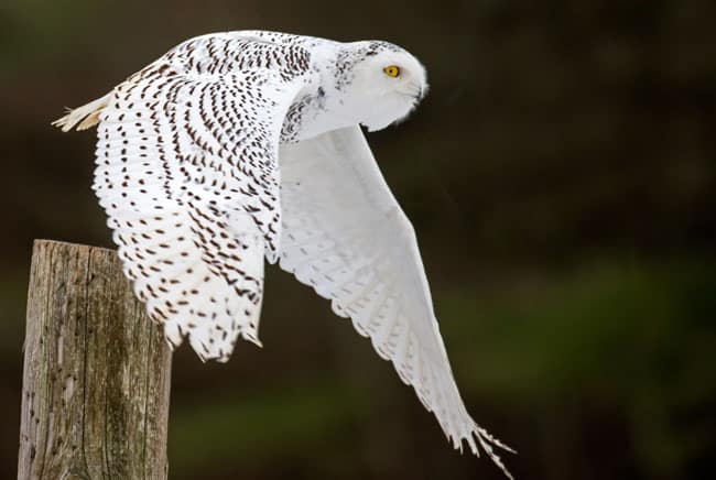 بومة ثلجية, القطب الشمالي, برية, حيوانات, طيور