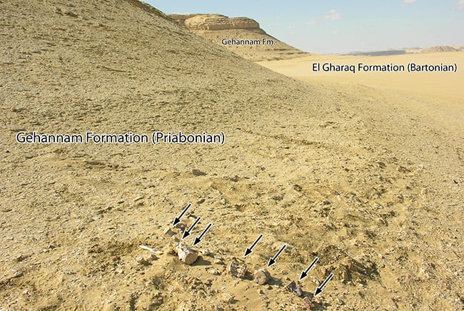 صورة توضح 7 فقرات من الحوت الجديد في تكون جهنم منطقة وادي الحيتان في مصر