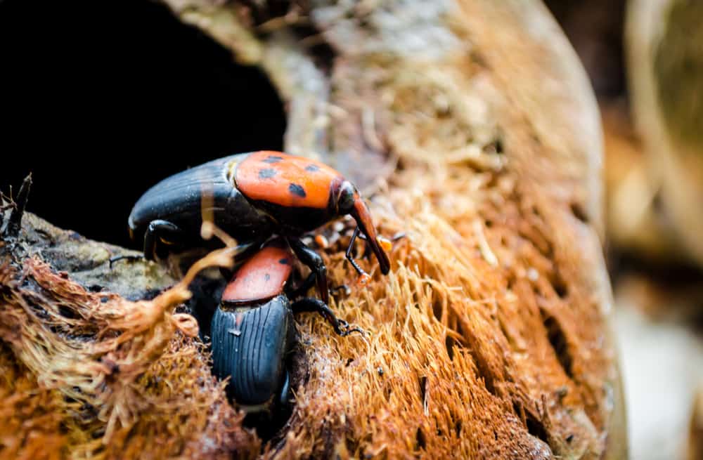 جينوم حشرة سوسة النخيل الحمراء