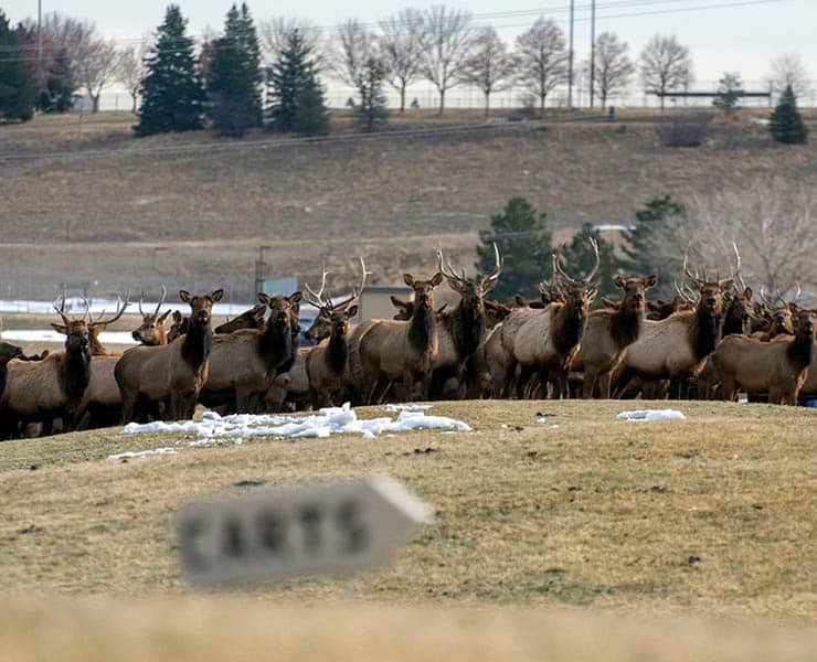 حيوانات برية, فيروس كورونا, الحياة البرية