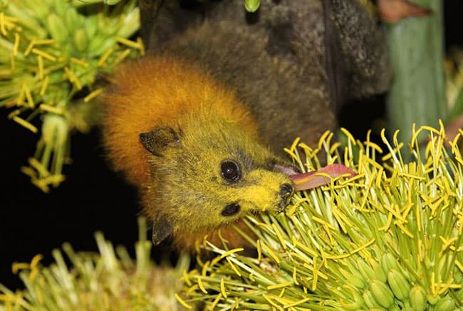 خفافيش, فيروس كورونا