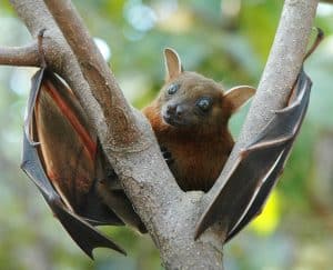 التباعد الاجتماعي, خفافيش, فيروس كورونا