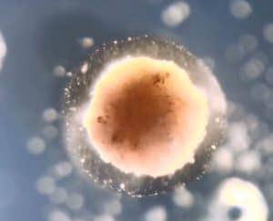 روبوت حي, روبوتات, برمجة, بيولوجي, كائنات حية