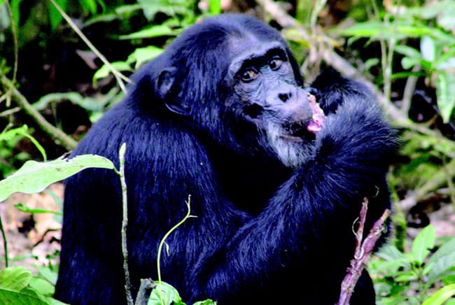 شامبنزي, فيروس الإيدز