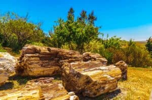 شجرة, حفريات شجر, نبات, حفريات, أعداد المجلة