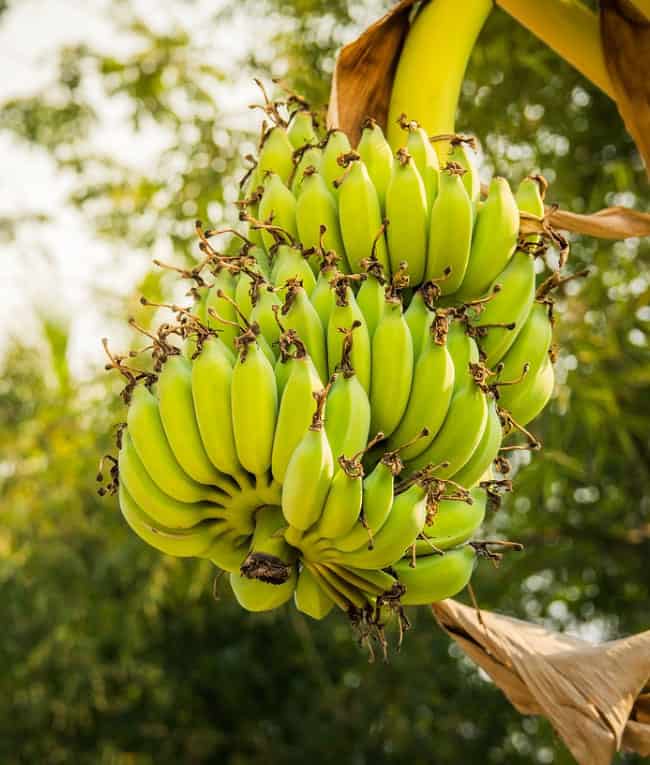 موز, شجرة موز, أمراض النباتات