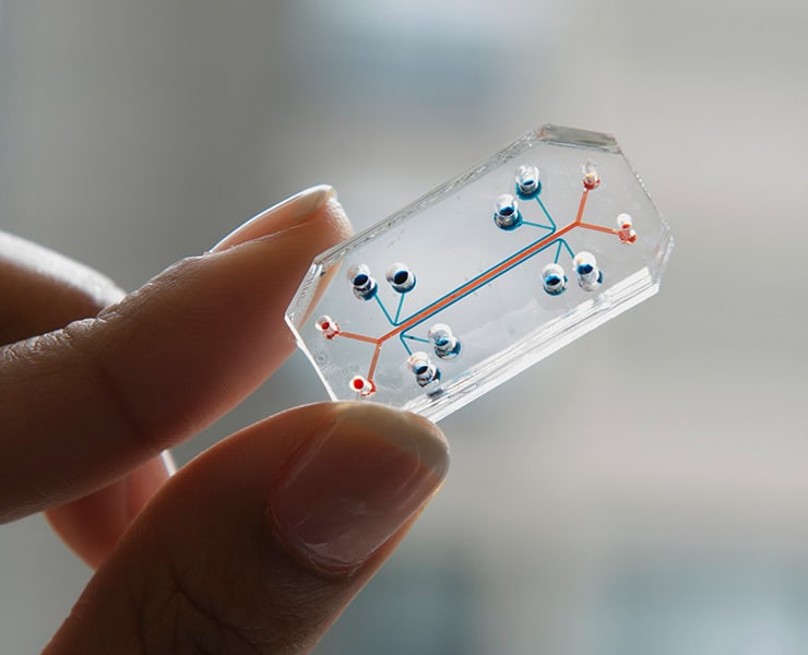 شرائح أعضاء الجسد, أدوية, علاج, عقاقير طبية, شرائح, أعضاء الجسد