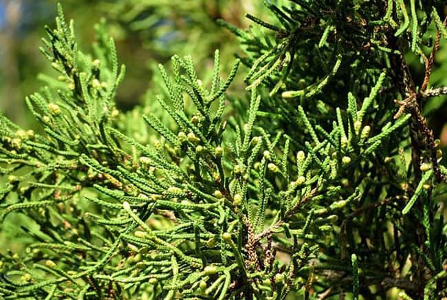 أشجار صنوبريات, أشجار, التغير المناخي