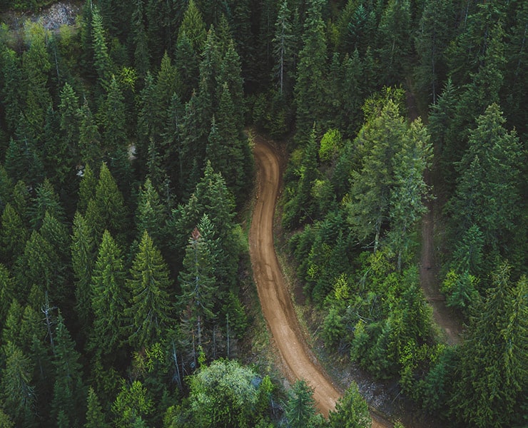 غابات, شجر, الحياة على الأرض, بيئة, حراق الغابات