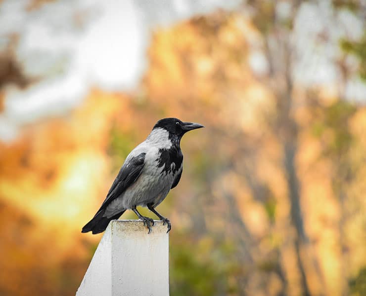 غراب, حيوان, طيور
